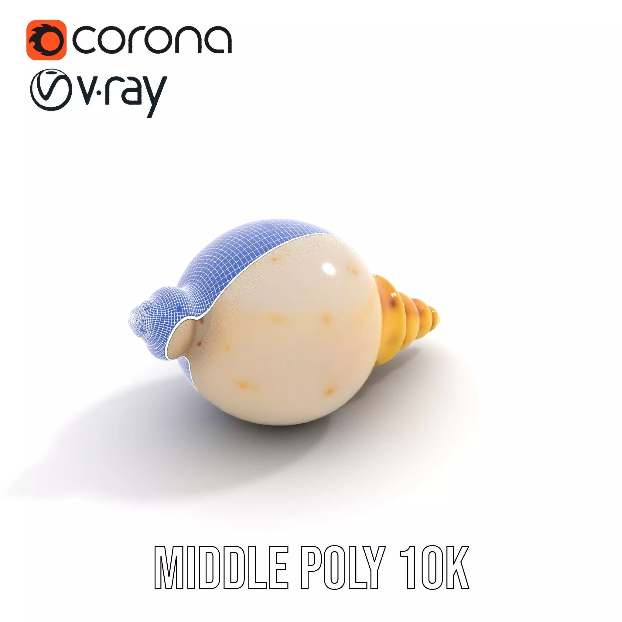 Elegant Sea Shell model pack Low-poly 3D model_29