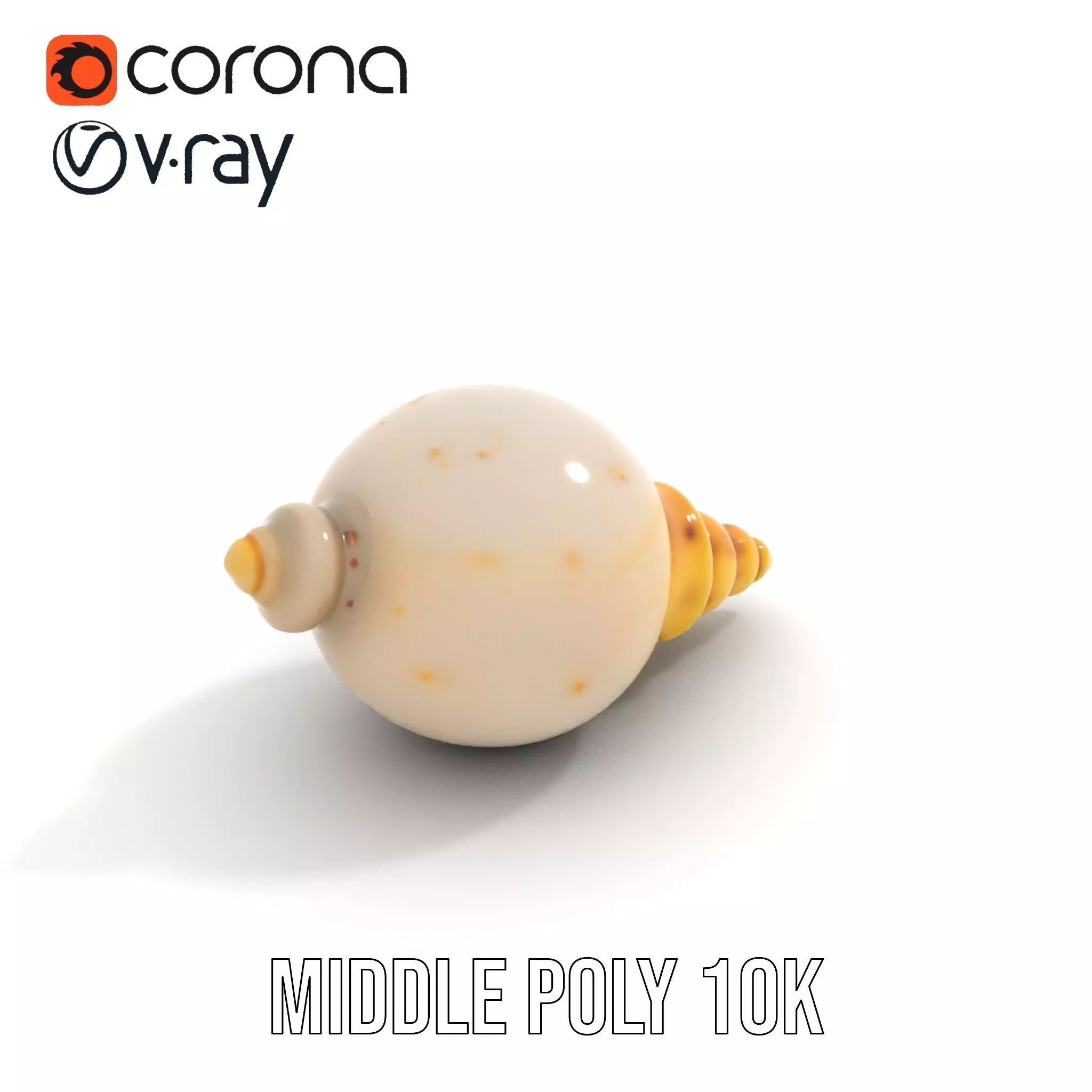 Elegant Sea Shell model pack Low-poly 3D model_6