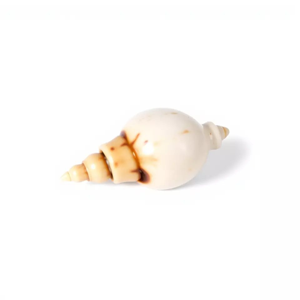 Elegant Sea Shell model pack Low-poly 3D model_2