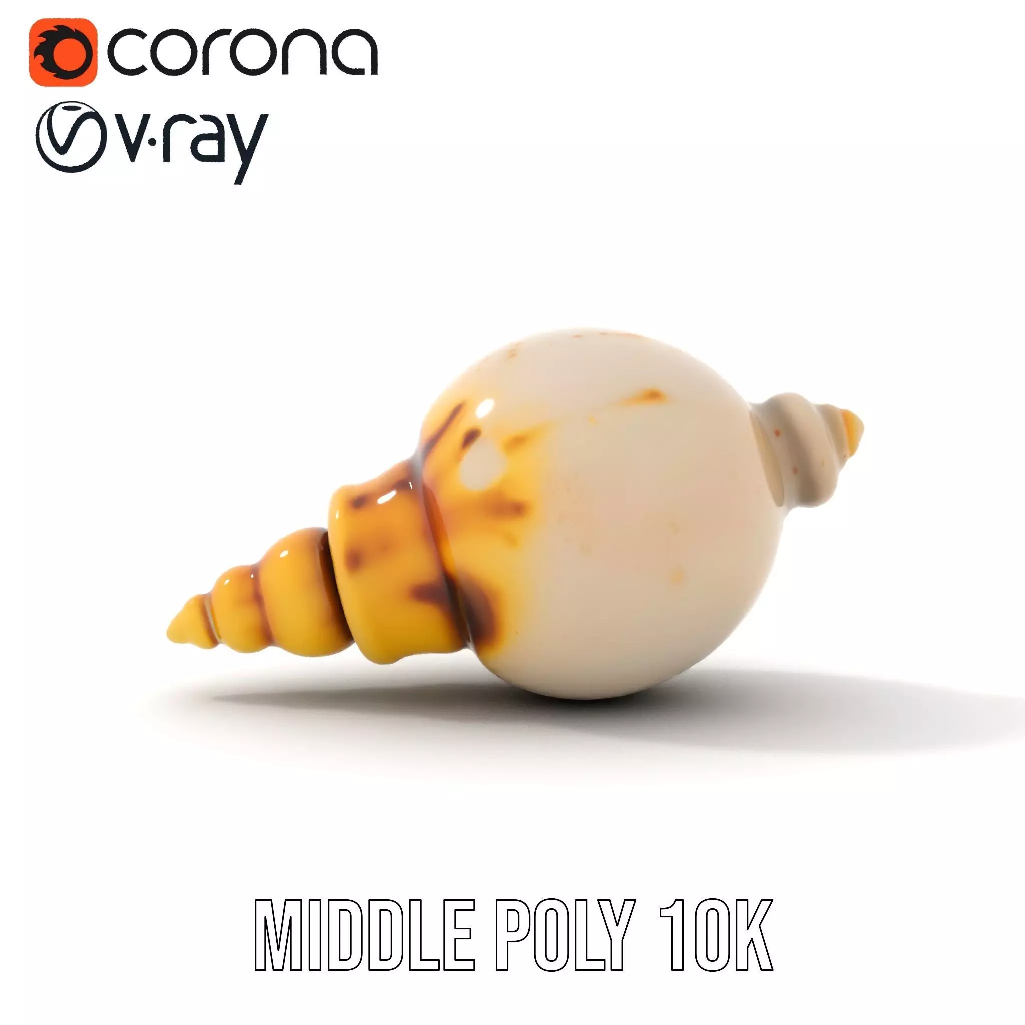 Elegant Sea Shell model pack Low-poly 3D model_24