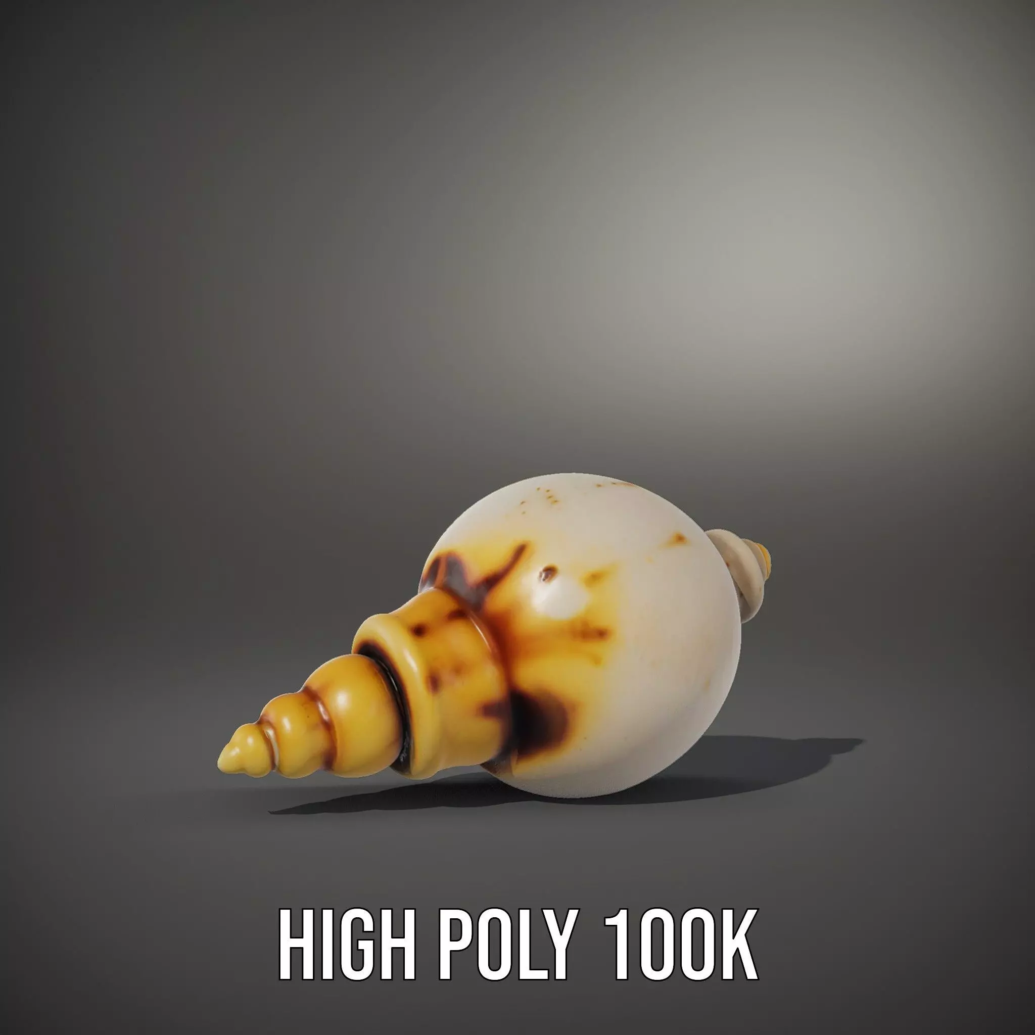 Elegant Sea Shell model pack Low-poly 3D model_8