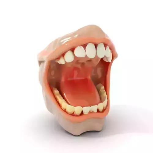 Realistic Human Mouth model pack Low-poly 3D model