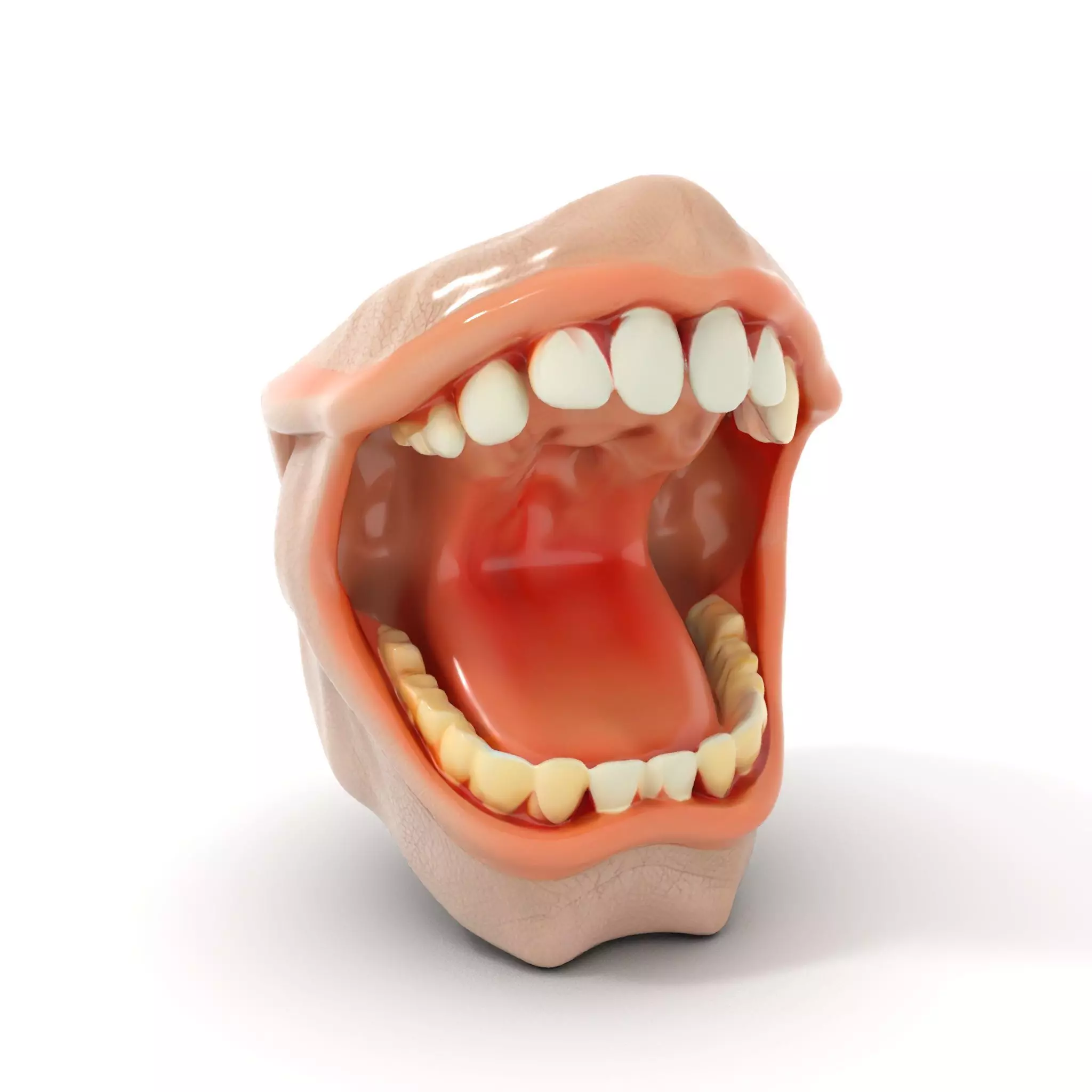 Realistic Human Mouth model pack Low-poly 3D model