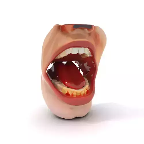 Realistic Human Mouth model pack Low-poly 3D model