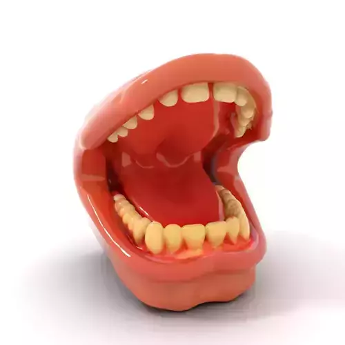 Realistic Oral Cavity model pack