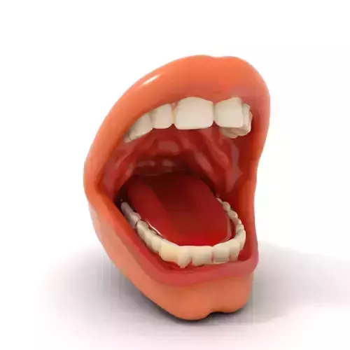Realistic Human Mouth model pack Low-poly 3D model