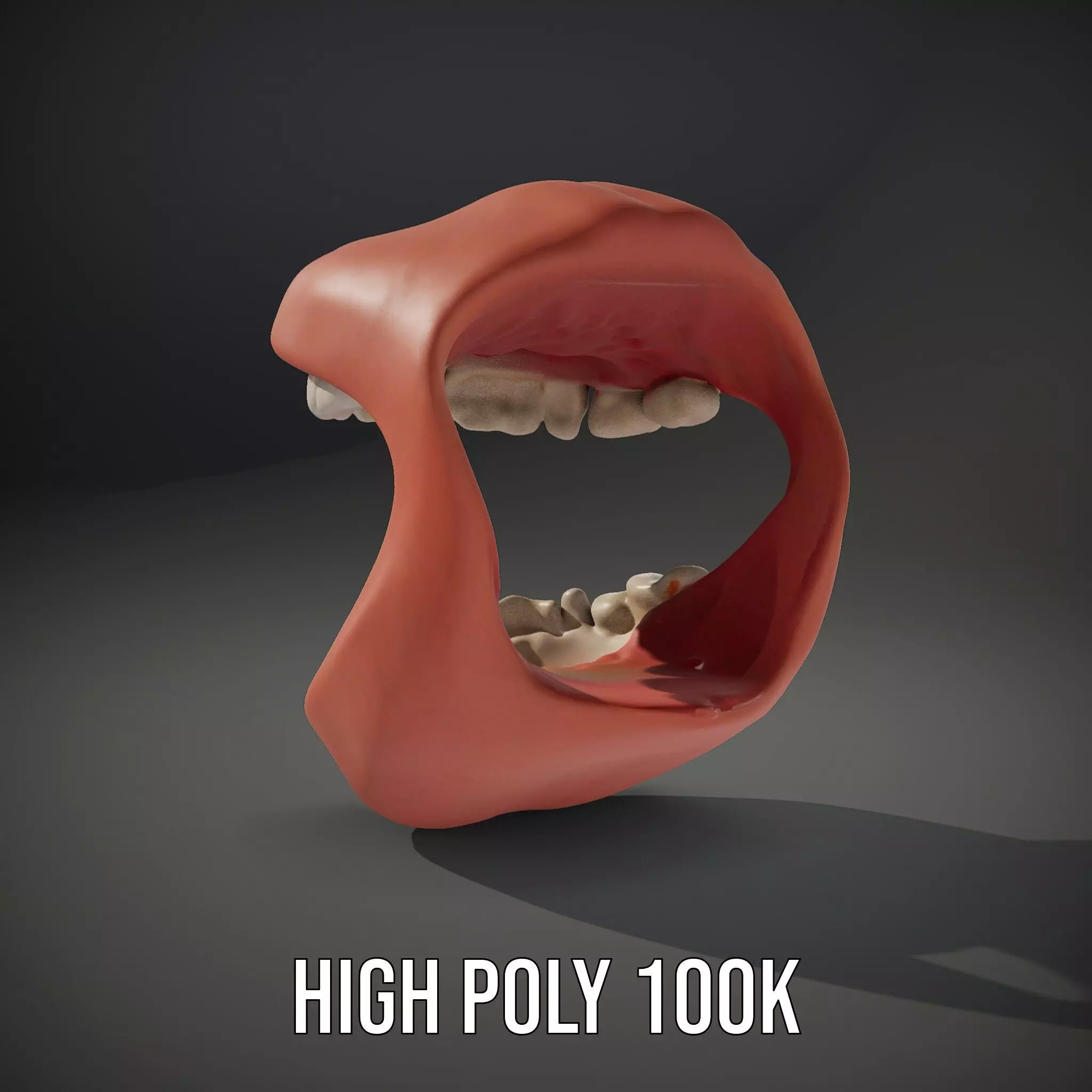 Realistic Teeth and Gums model pack Low-poly 3D model_8