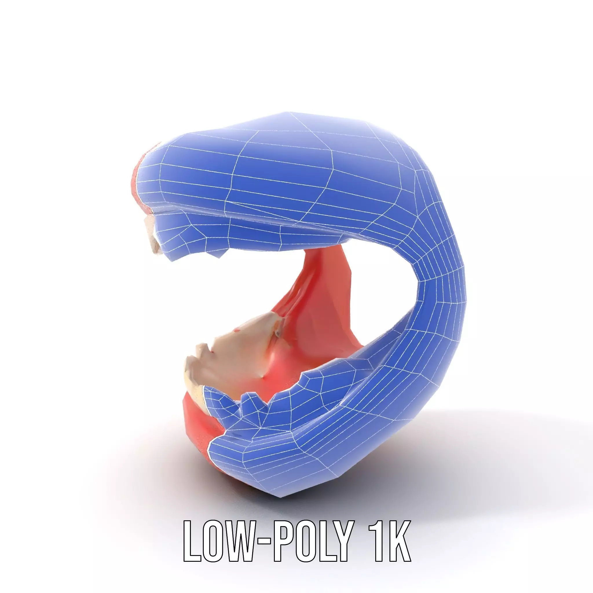 Realistic Teeth and Gums model pack Low-poly 3D model_9