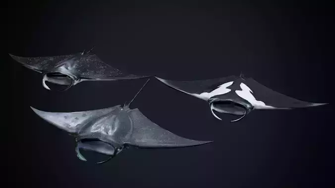 Manta Rays Low-poly 3D model