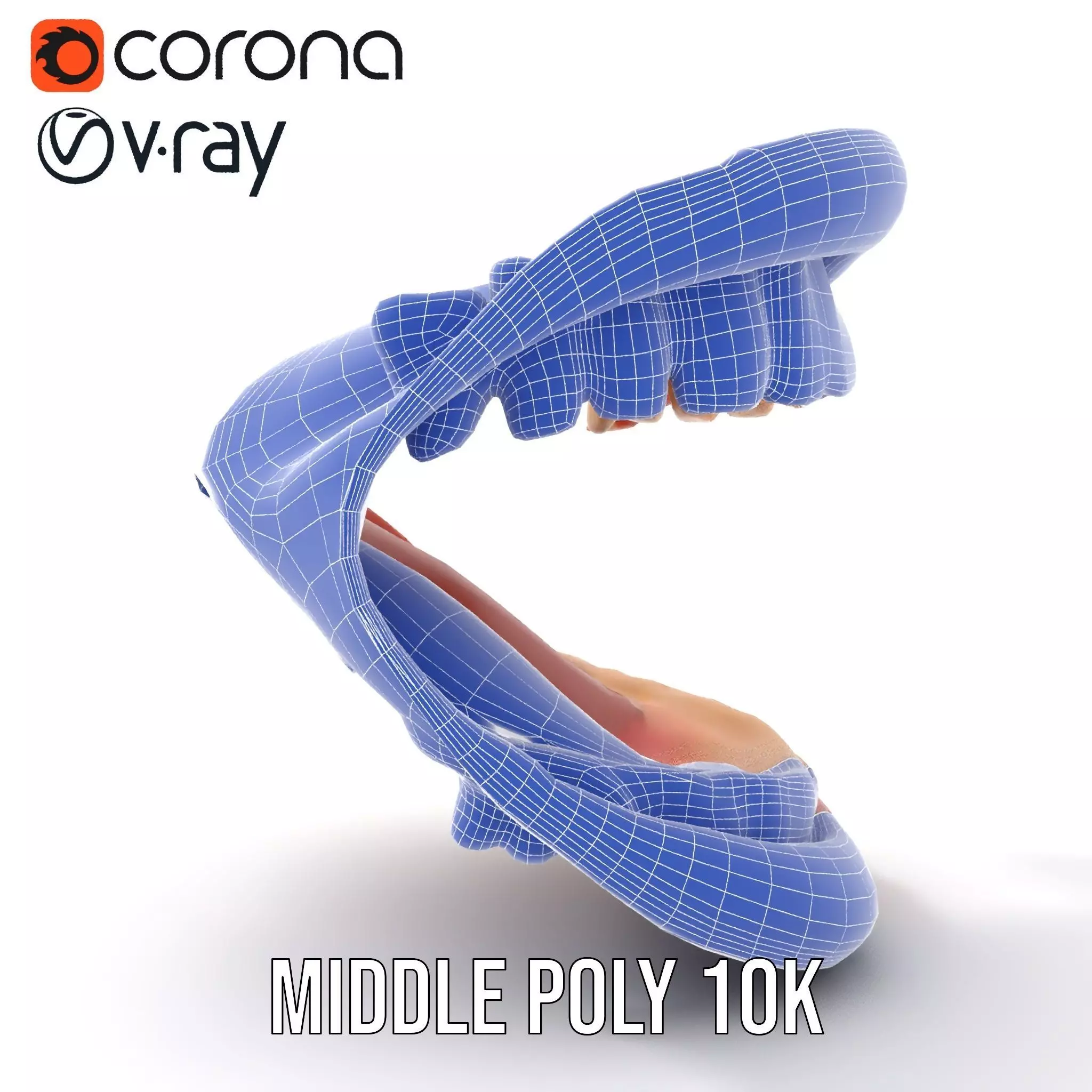 Realistic Mouth Anatomy model pack Low-poly 3D model_26