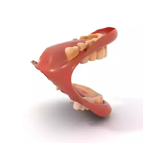 Realistic Mouth Anatomy model pack