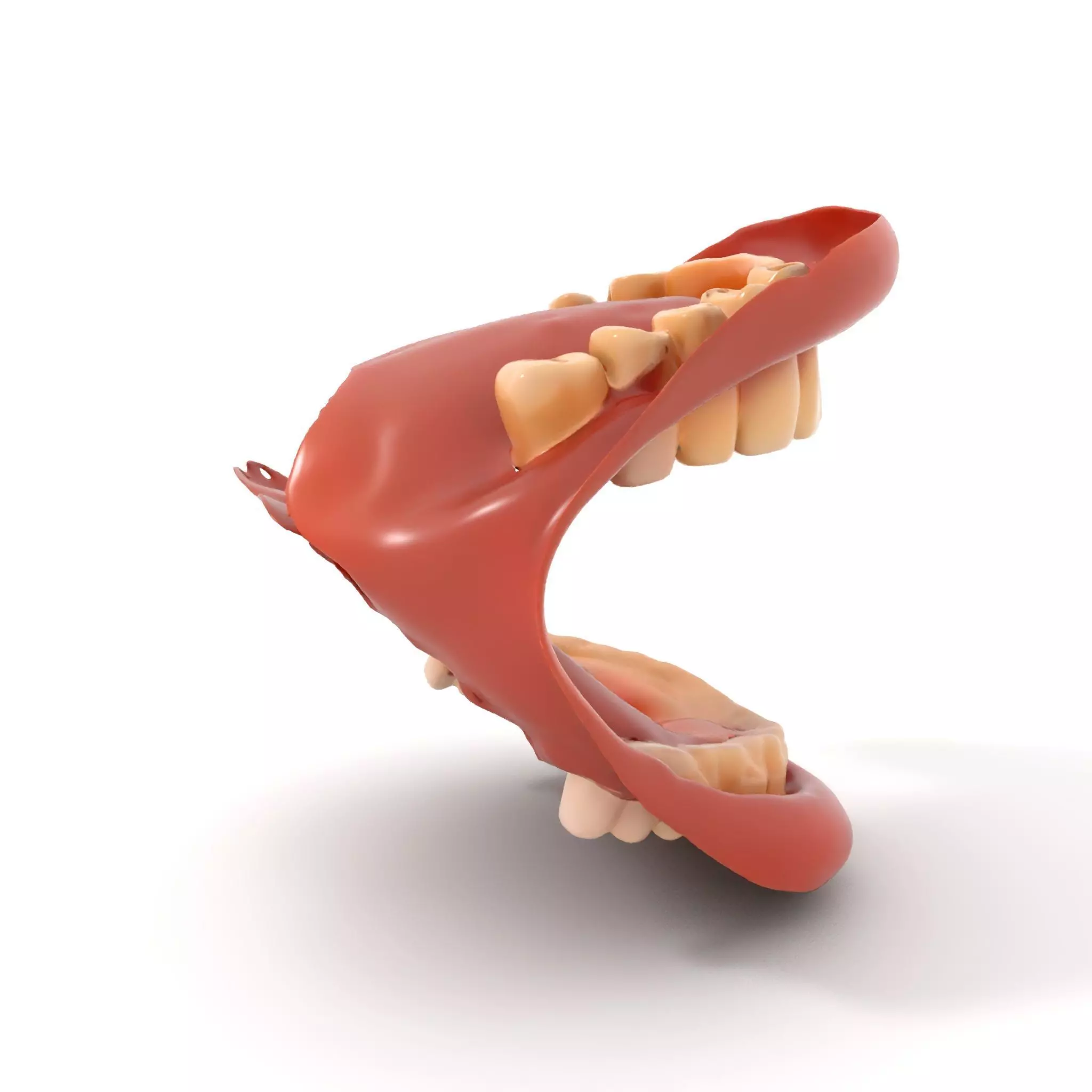 Realistic Mouth Anatomy model pack Low-poly 3D model_0