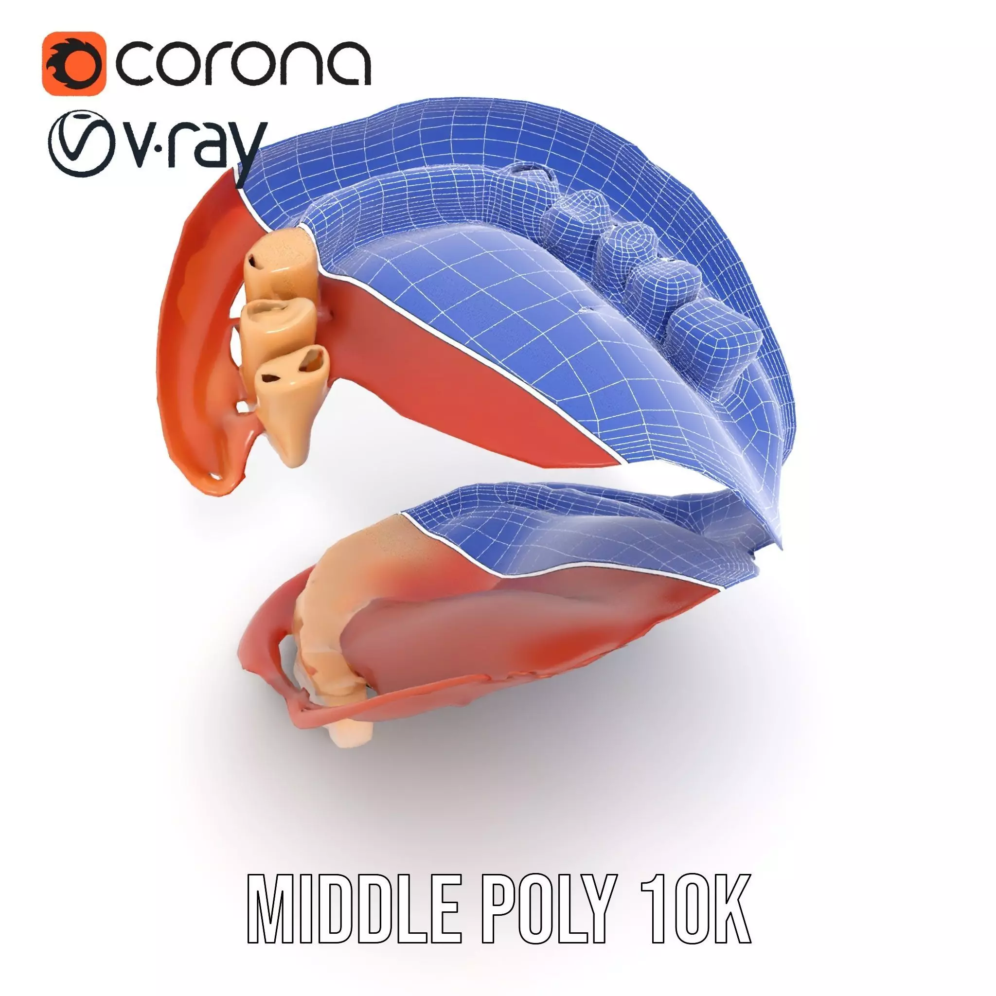 Realistic Mouth Anatomy model pack Low-poly 3D model_23