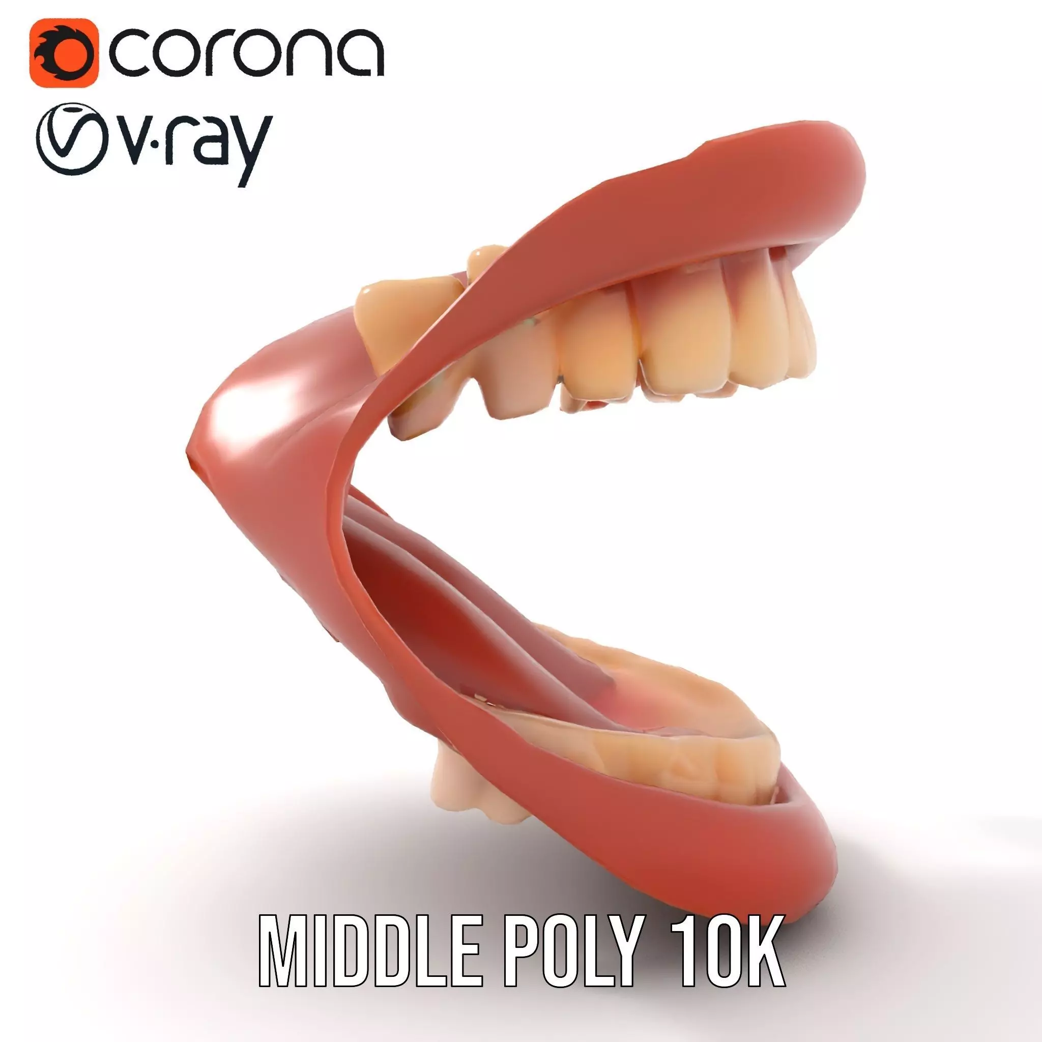 Realistic Mouth Anatomy model pack Low-poly 3D model_15