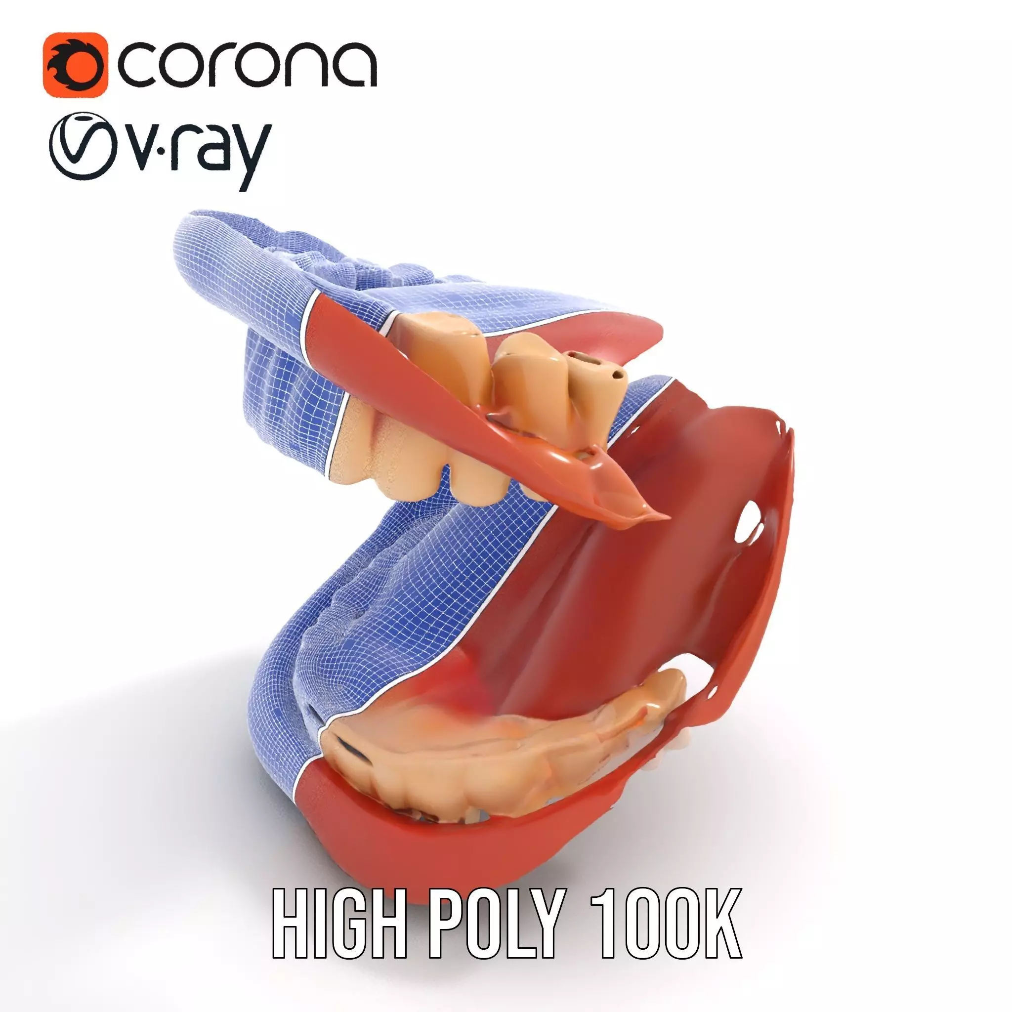 Realistic Mouth Anatomy model pack Low-poly 3D model_22