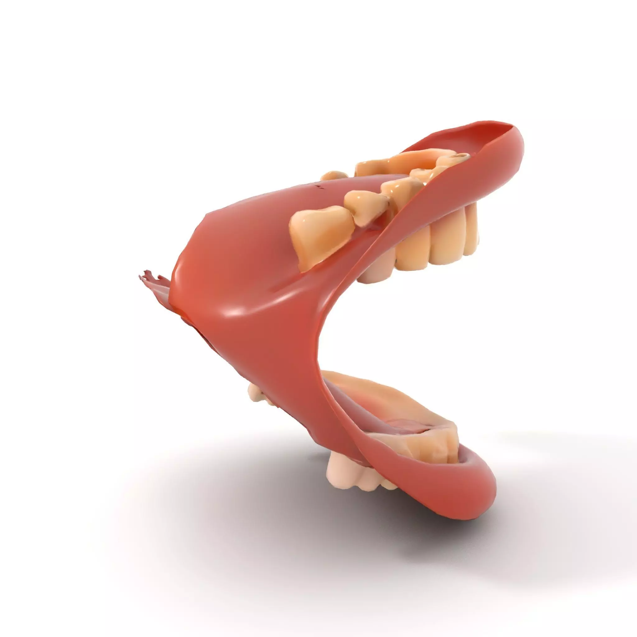 Realistic Mouth Anatomy model pack Low-poly 3D model_10