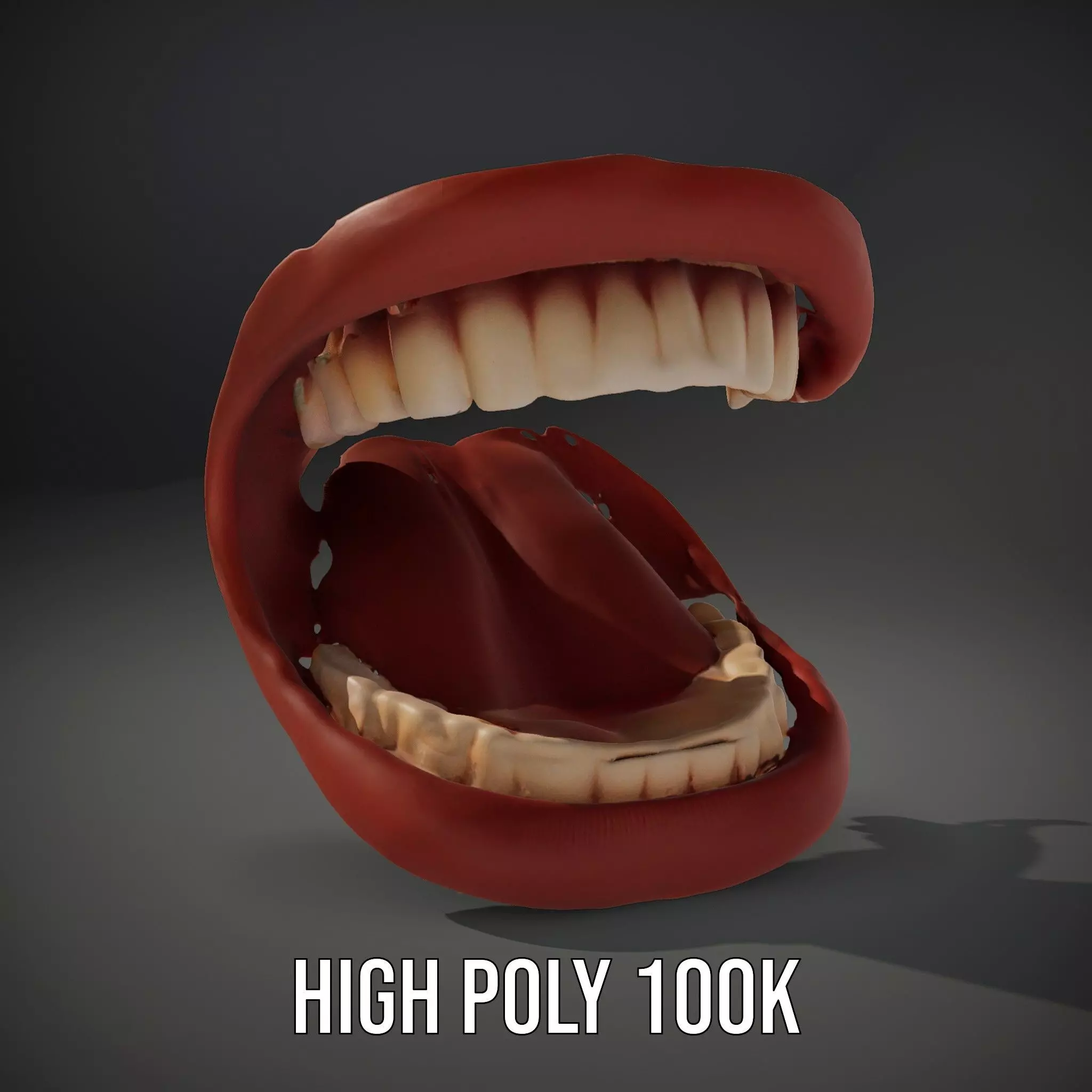 Realistic Mouth Anatomy model pack Low-poly 3D model_14