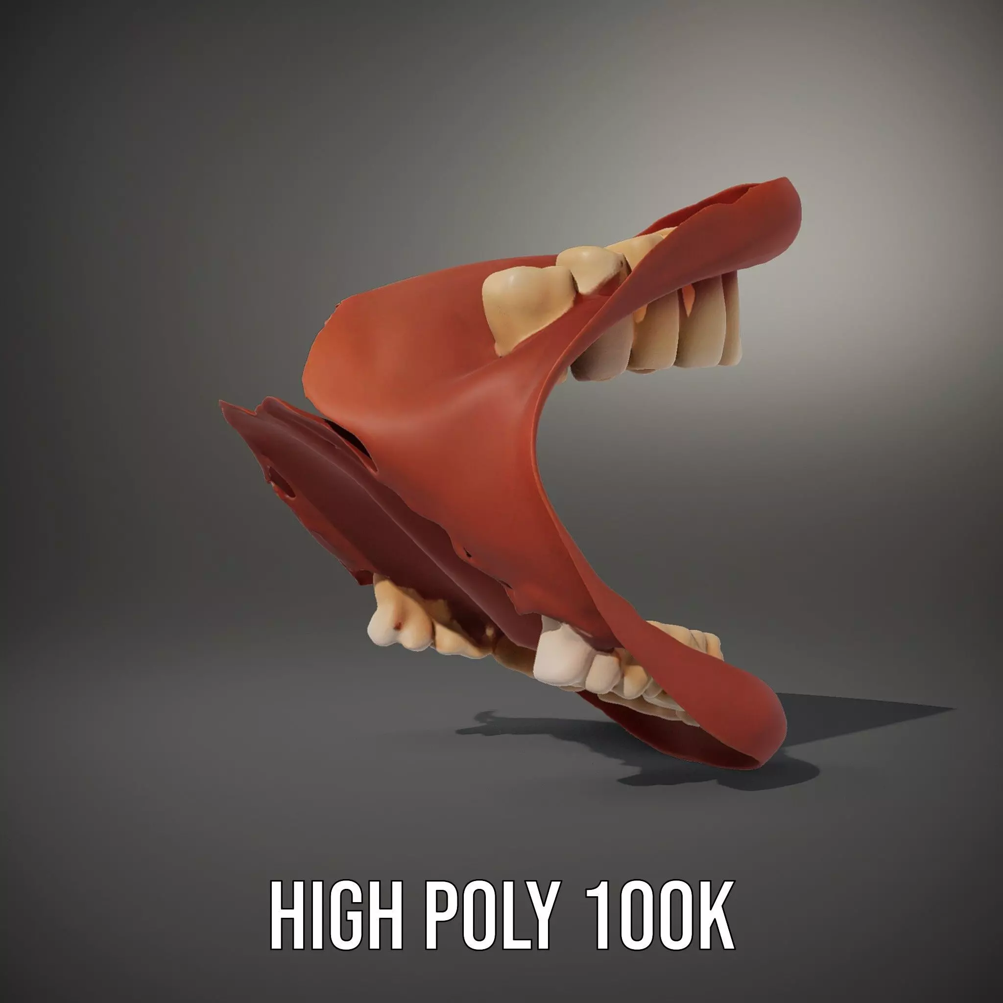 Realistic Mouth Anatomy model pack Low-poly 3D model_9