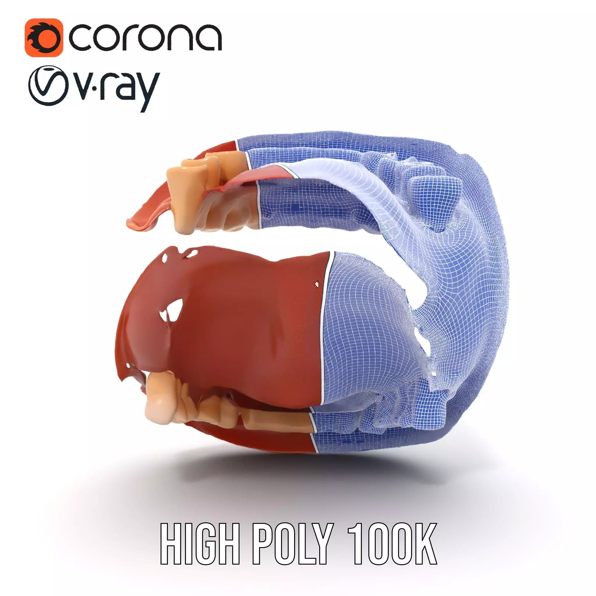 Realistic Mouth Anatomy model pack Low-poly 3D model_34