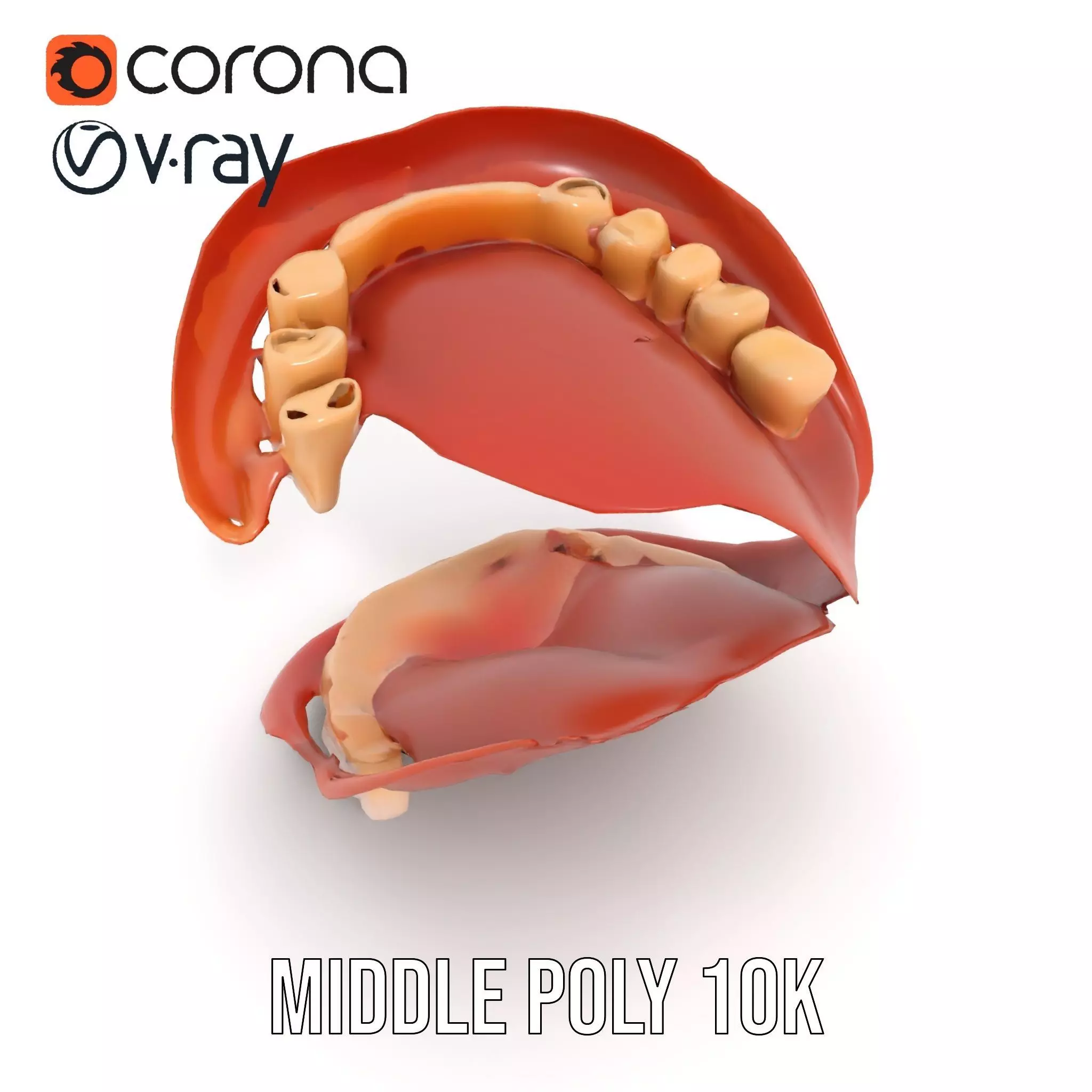 Realistic Mouth Anatomy model pack Low-poly 3D model_6