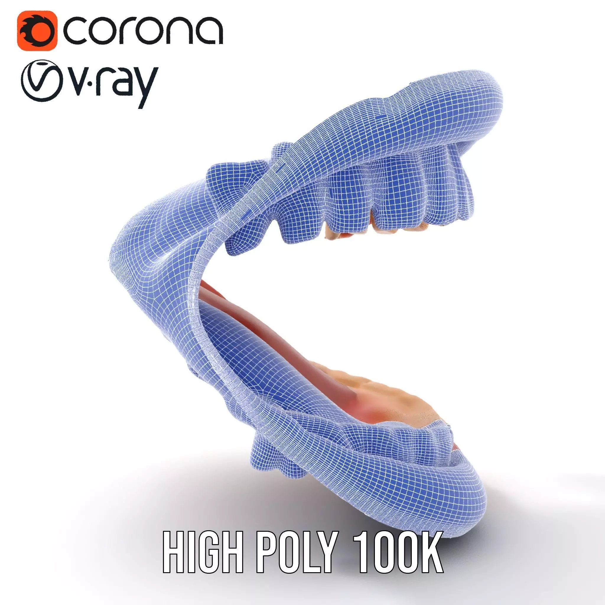 Realistic Mouth Anatomy model pack Low-poly 3D model_33