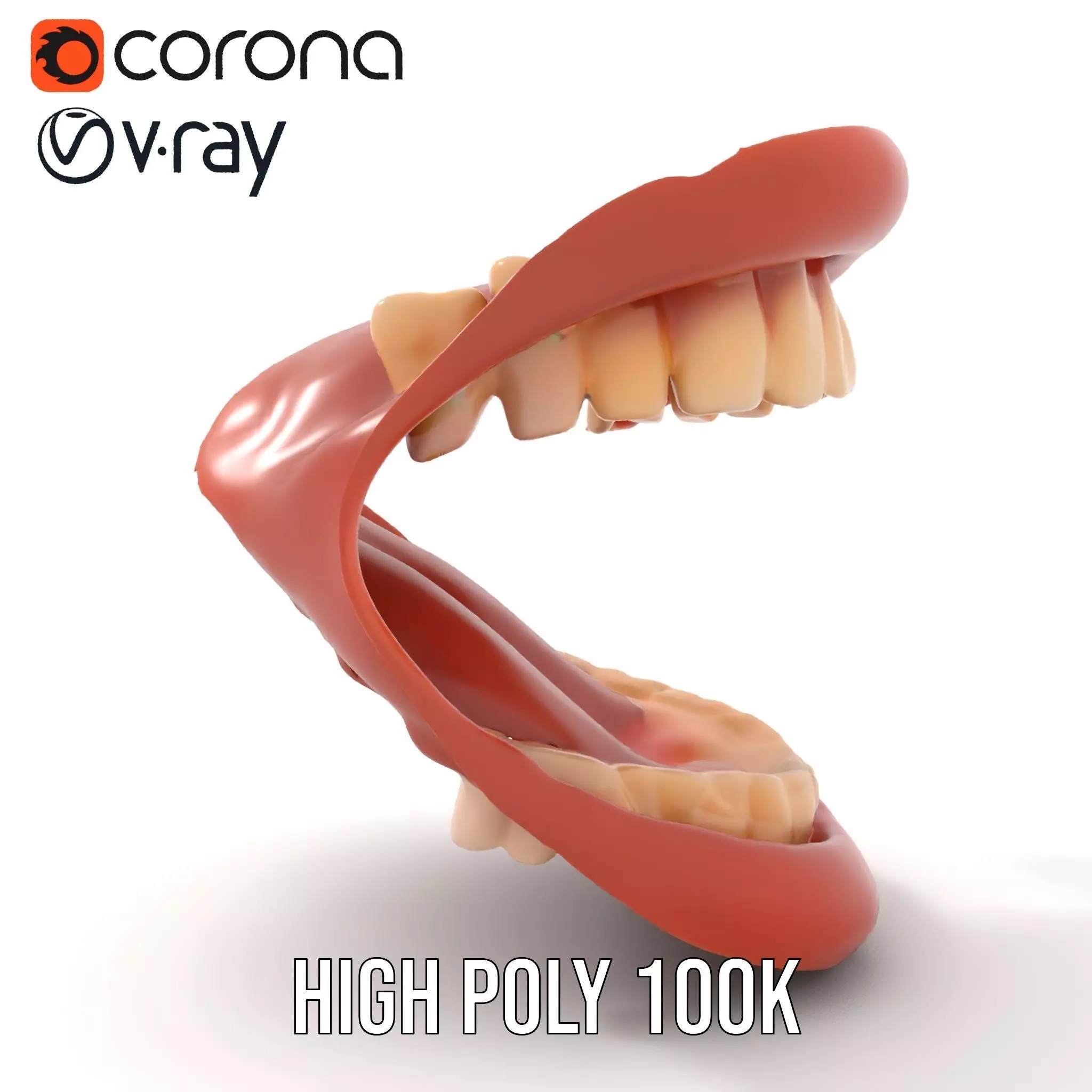 Realistic Mouth Anatomy model pack Low-poly 3D model_31