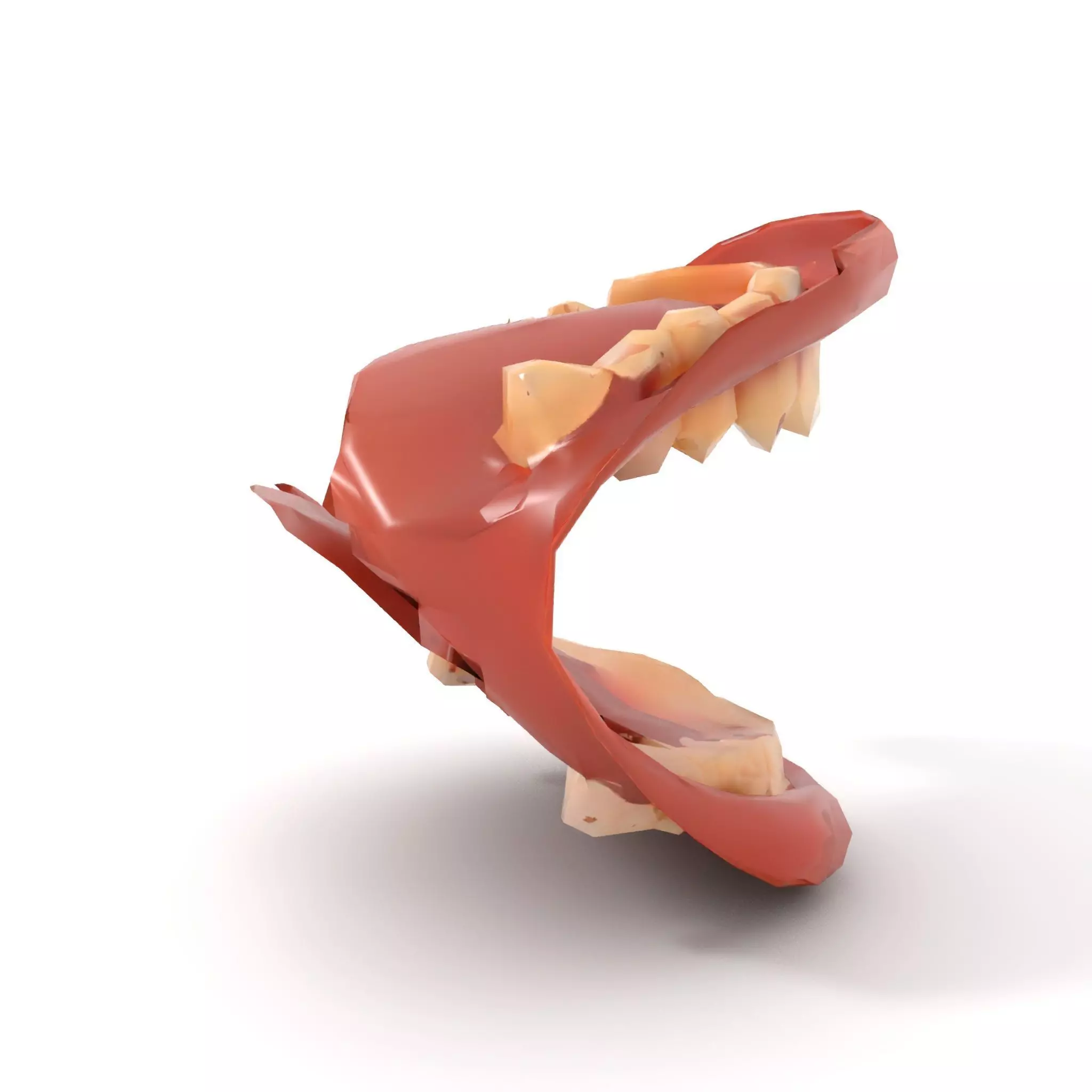 Realistic Mouth Anatomy model pack Low-poly 3D model_8