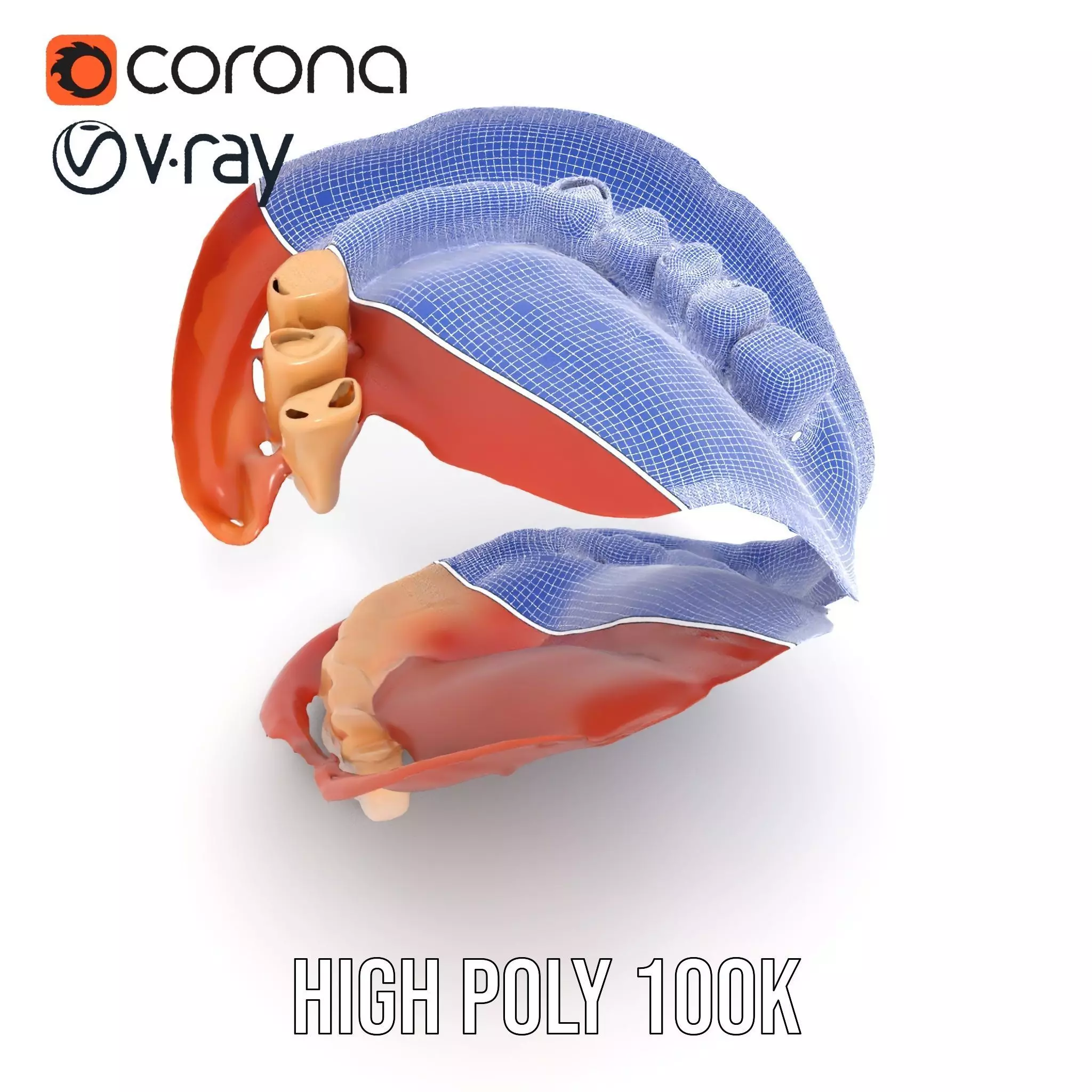 Realistic Mouth Anatomy model pack Low-poly 3D model_32