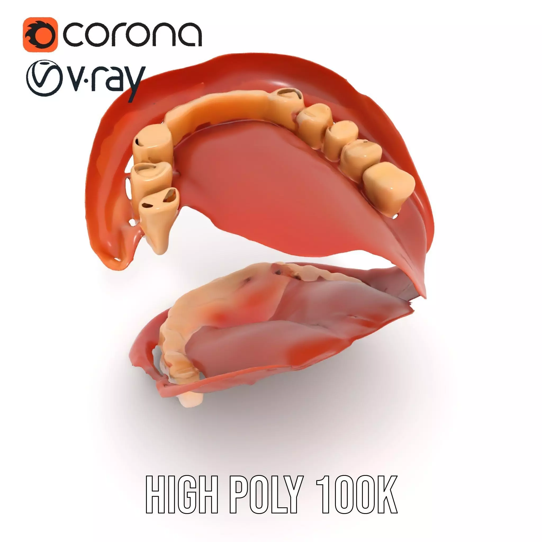 Realistic Mouth Anatomy model pack Low-poly 3D model_25