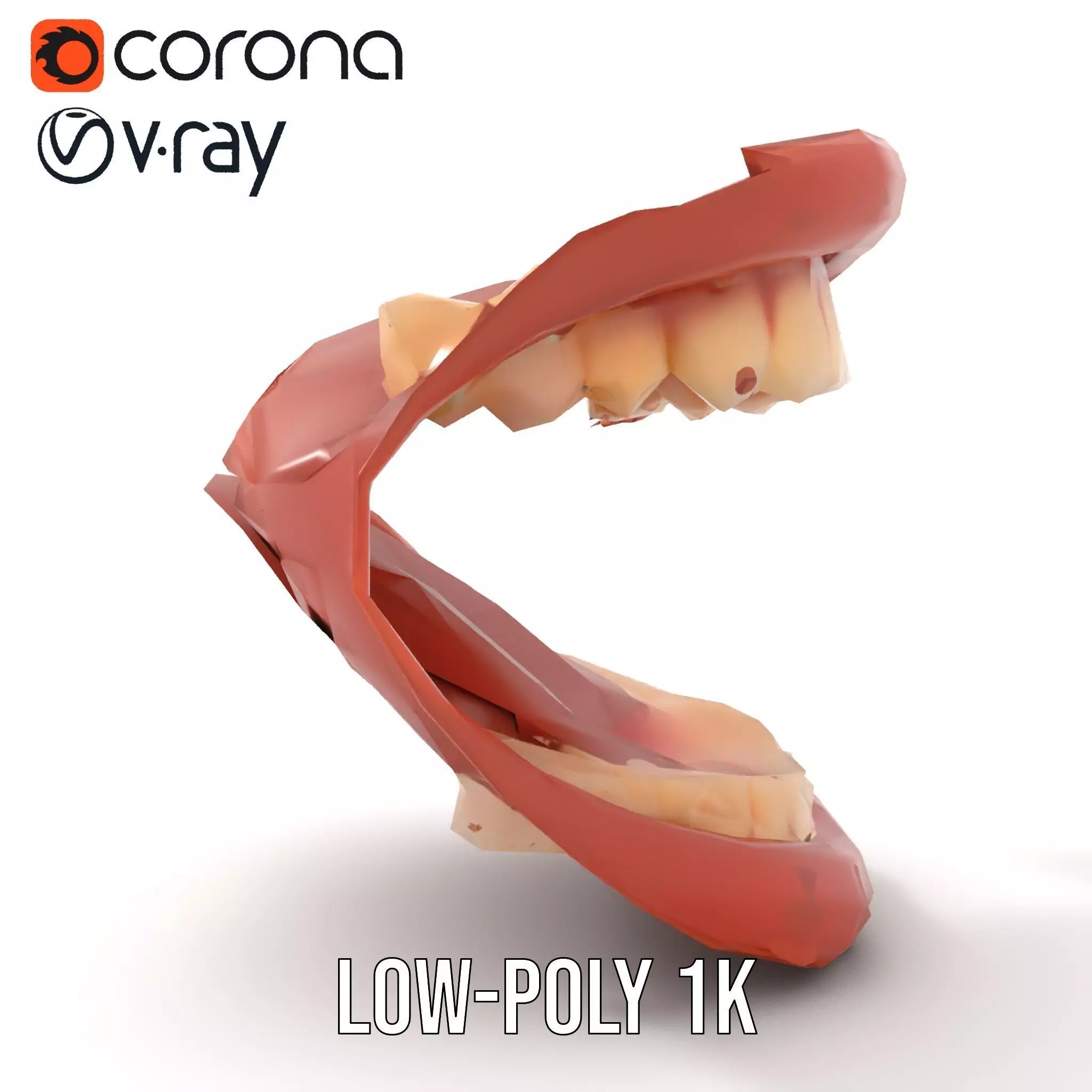 Realistic Mouth Anatomy model pack Low-poly 3D model_11