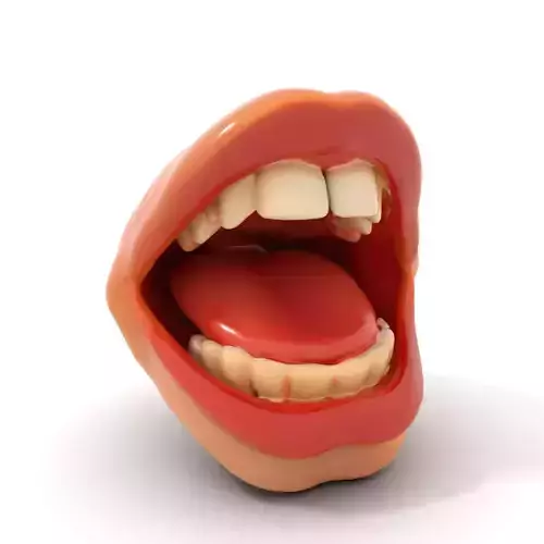 Realistic Human Mouth model pack Low-poly 3D model