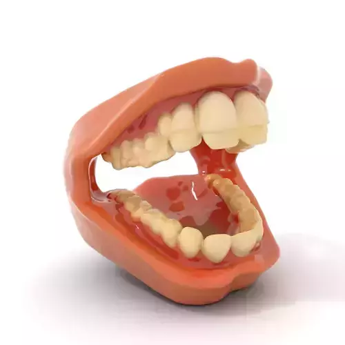 Realistic Dental Model Pack Low-poly 3D model