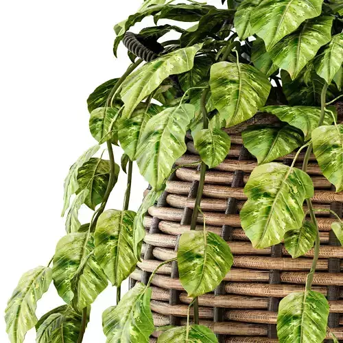 hanging pothos in woven basket