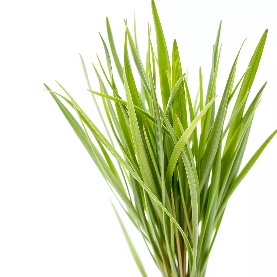 Vibrant Grass model pack Low-poly 3D model_2