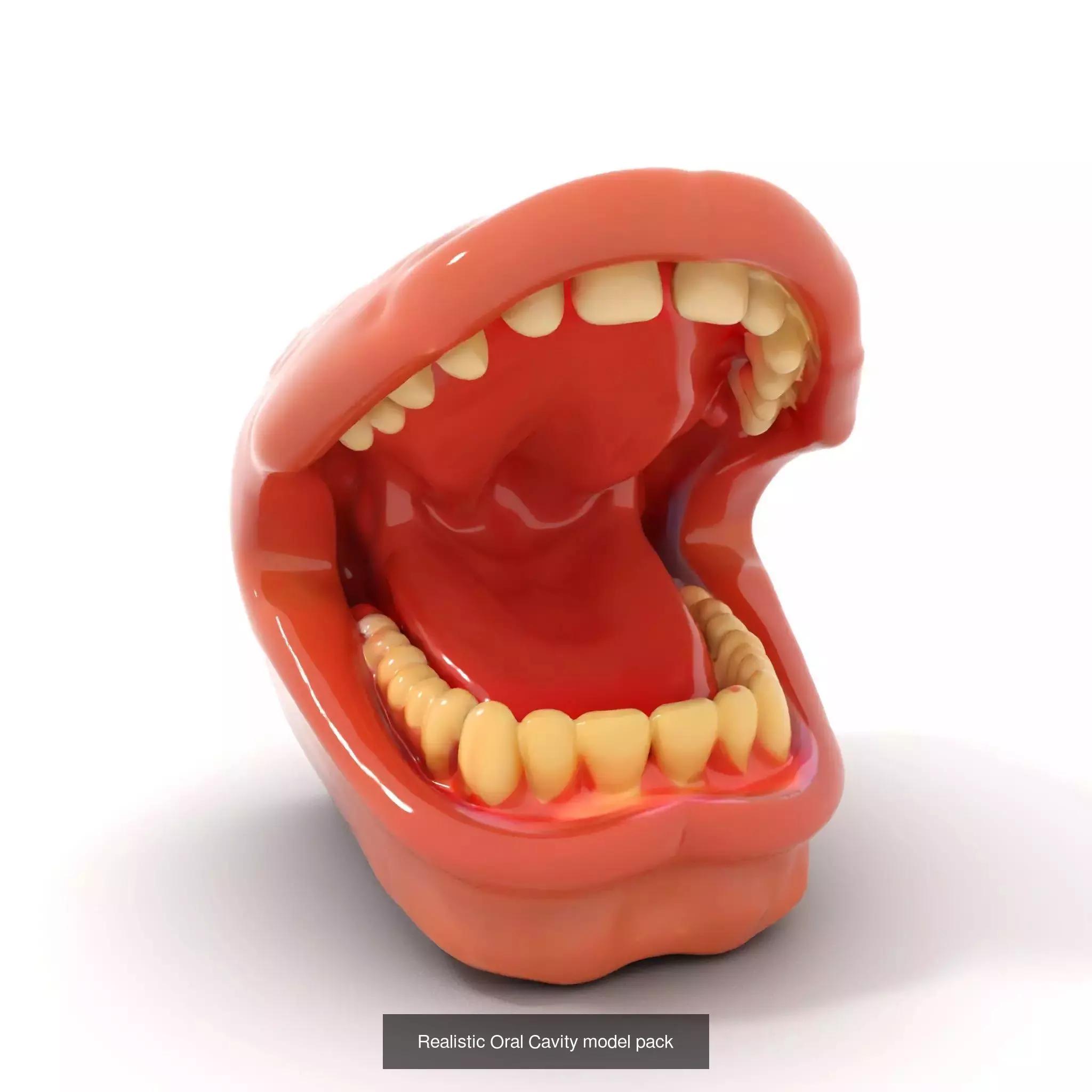 Realistic Human Mouth Models Pack 3D Model Collection_53