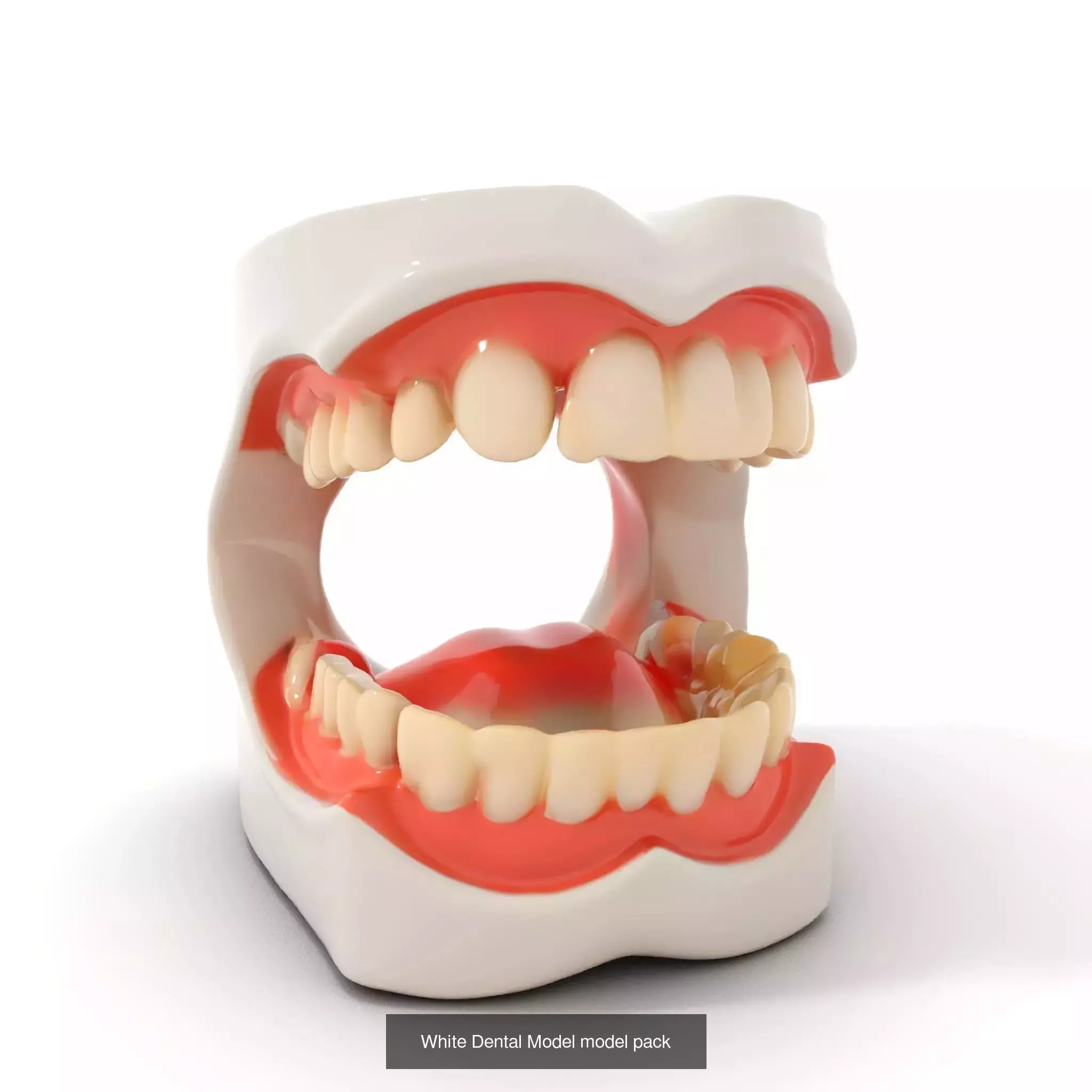 Realistic Human Mouth Models Pack 3D Model Collection_42