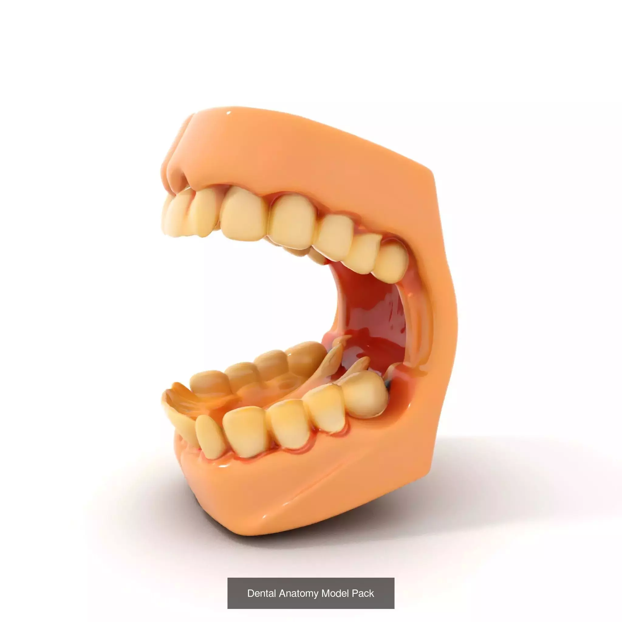 Realistic Human Mouth Models Pack 3D Model Collection_45