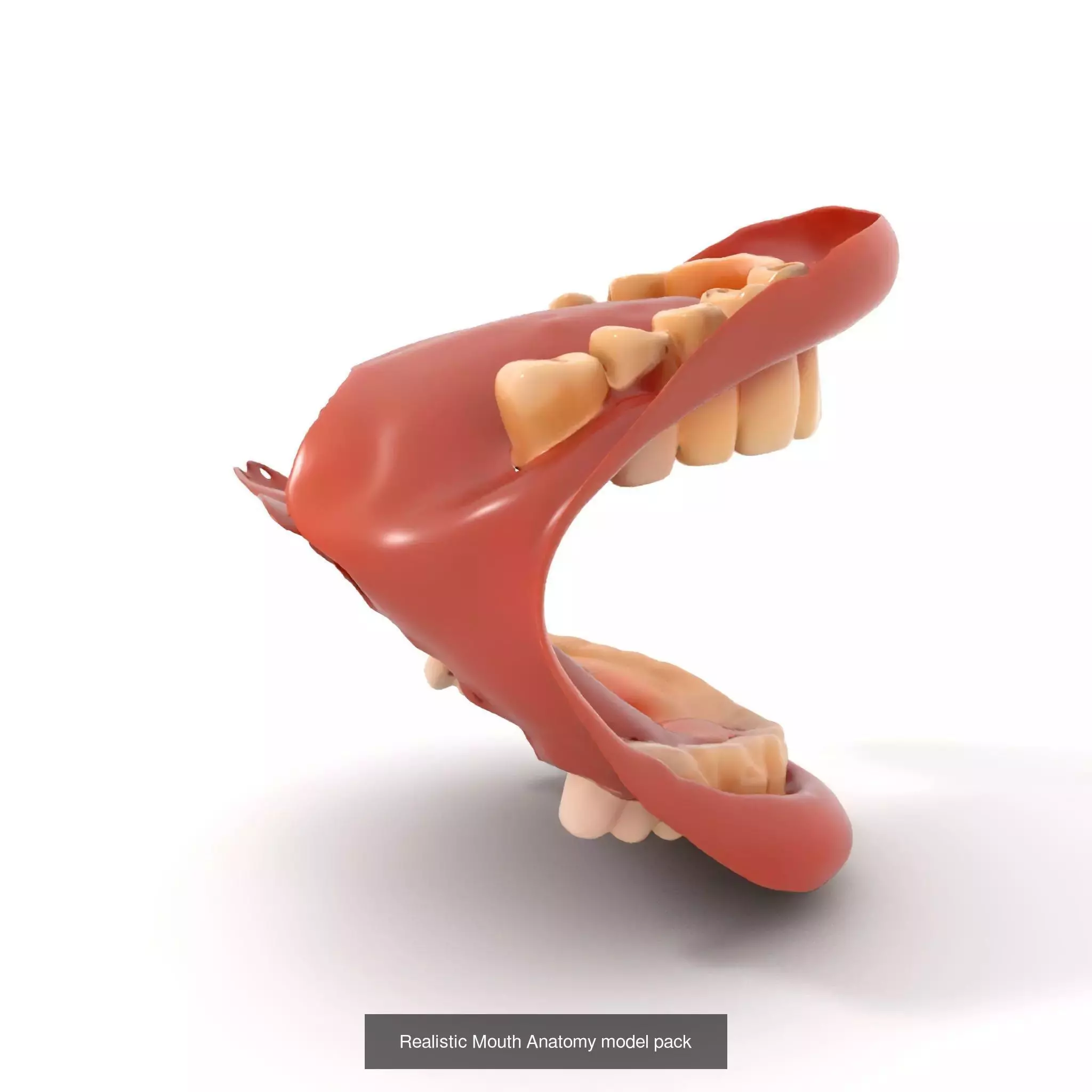 Realistic Human Mouth Models Pack 3D Model Collection_60