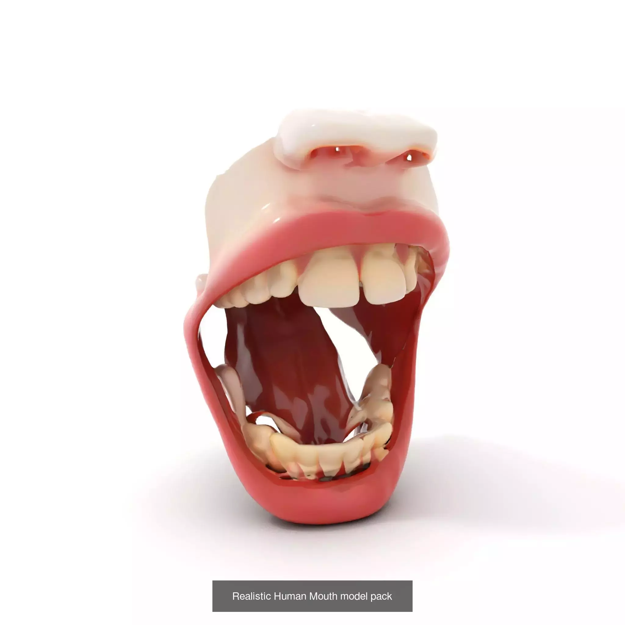 Realistic Human Mouth Models Pack 3D Model Collection_59