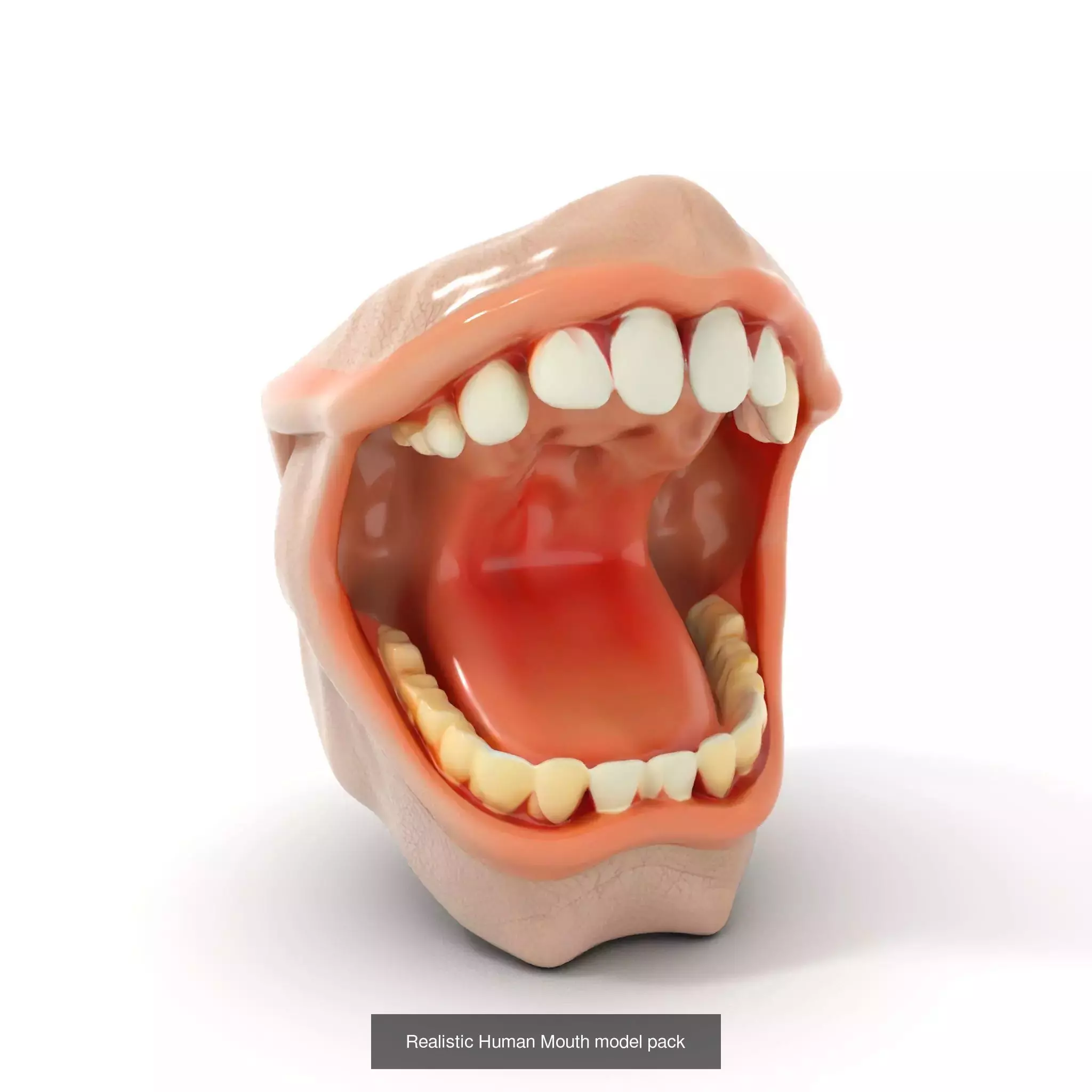 Realistic Human Mouth Models Pack 3D Model Collection_50