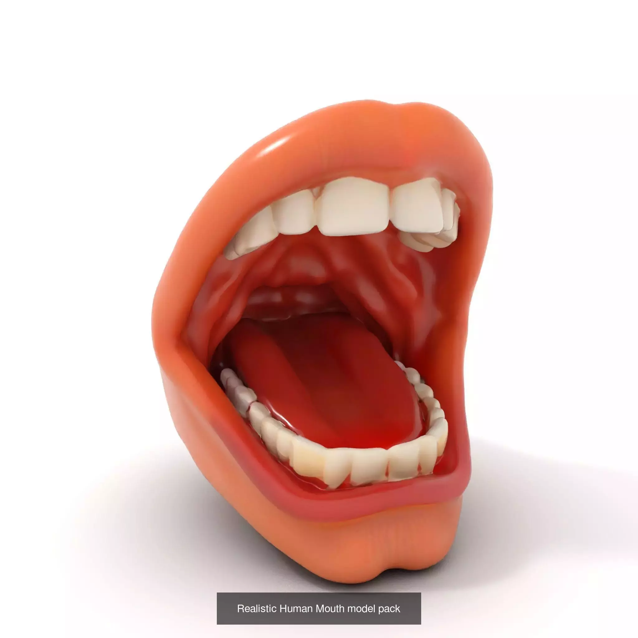 Realistic Human Mouth Models Pack 3D Model Collection_56