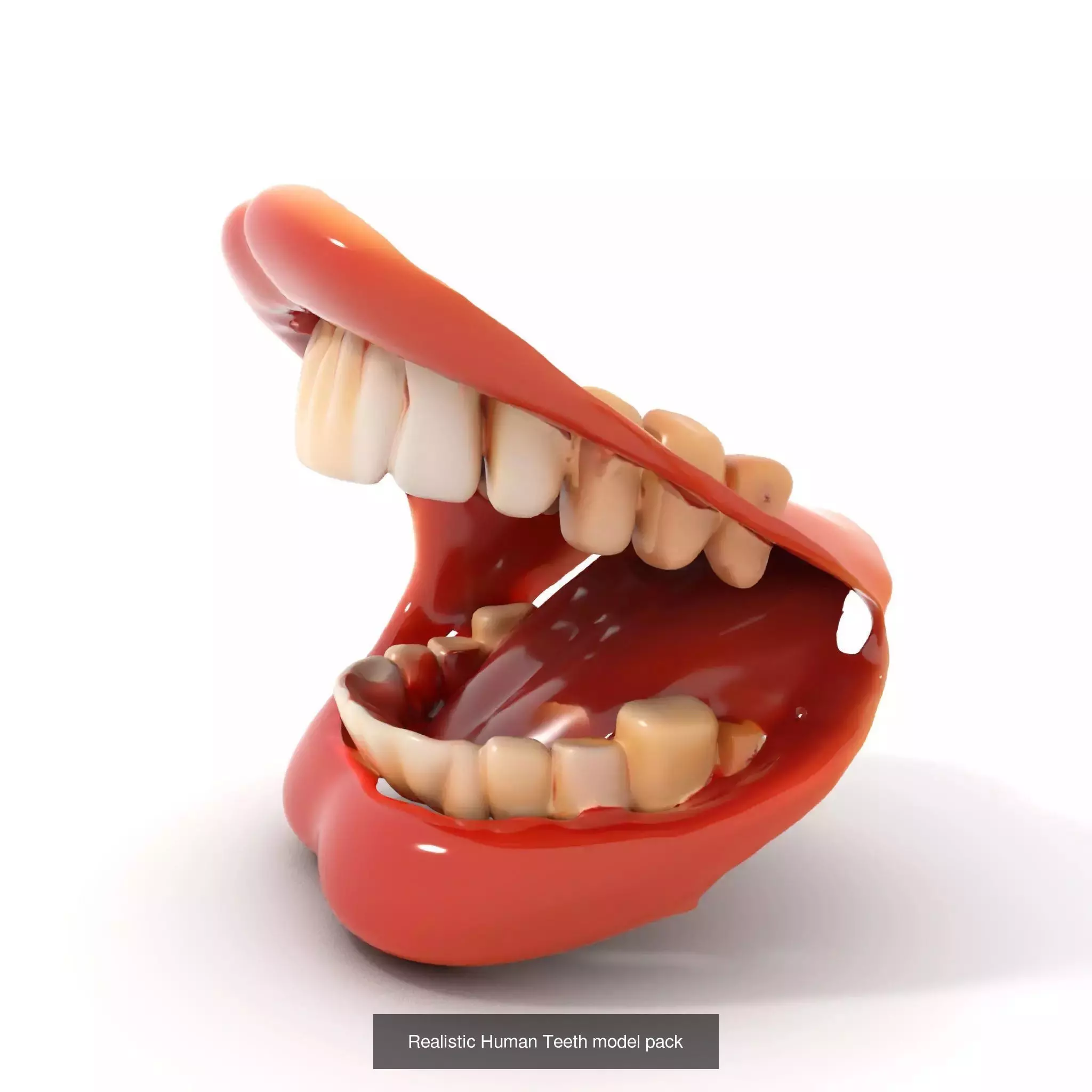 Realistic Human Mouth Models Pack 3D Model Collection_47