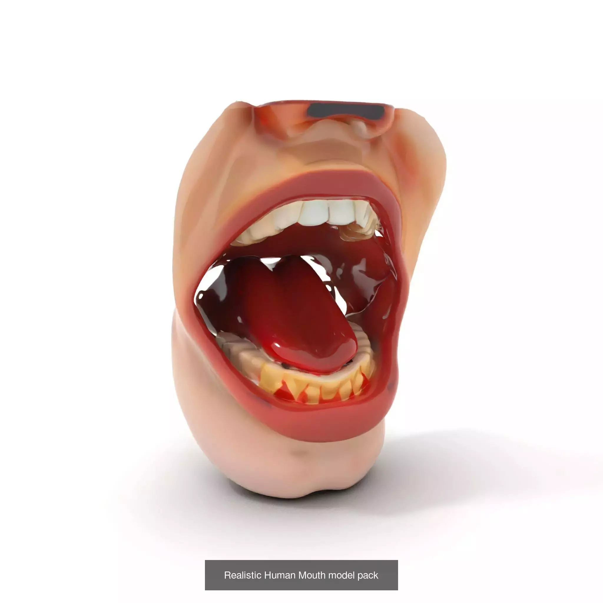 Realistic Human Mouth Models Pack 3D Model Collection_51