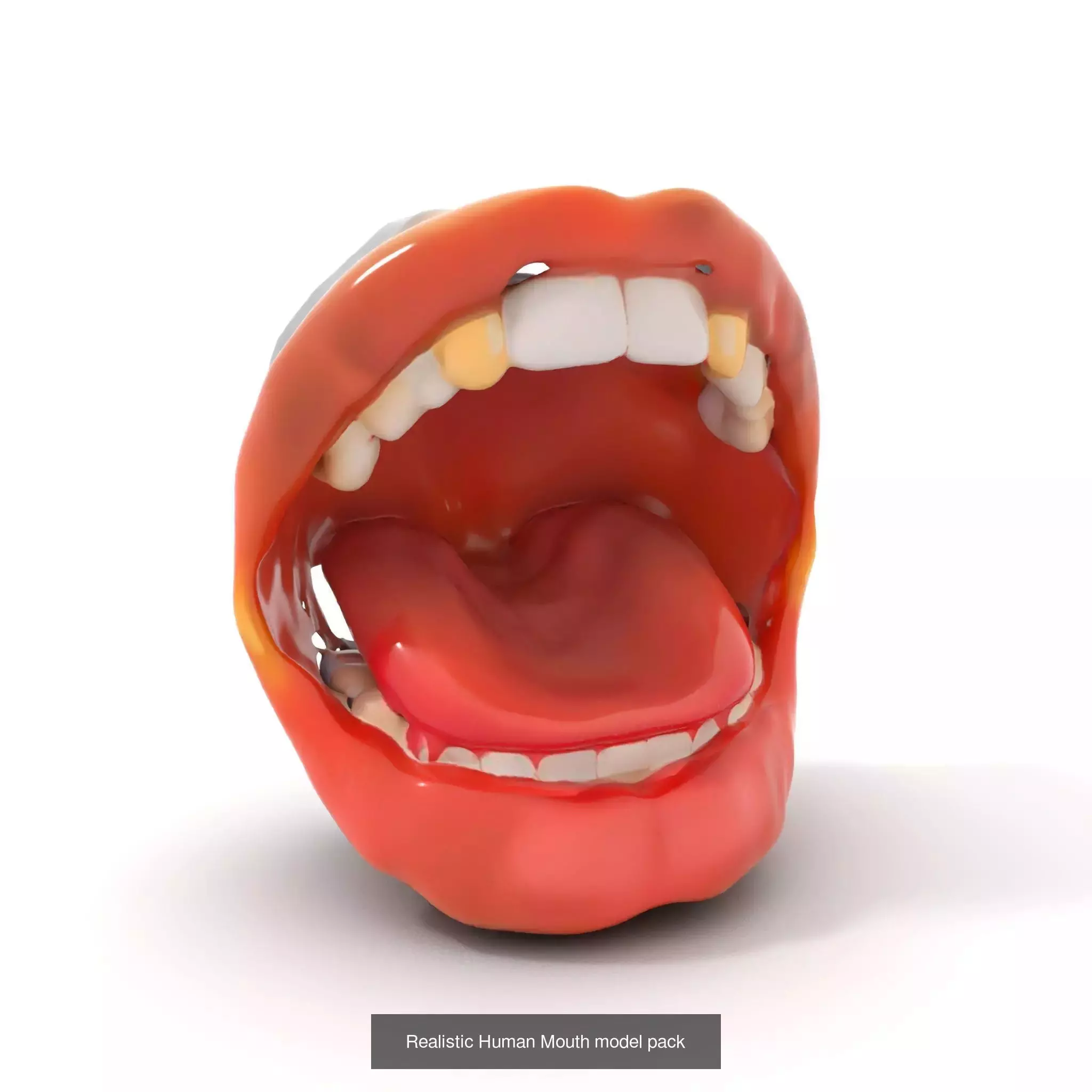 Realistic Human Mouth Models Pack 3D Model Collection_48