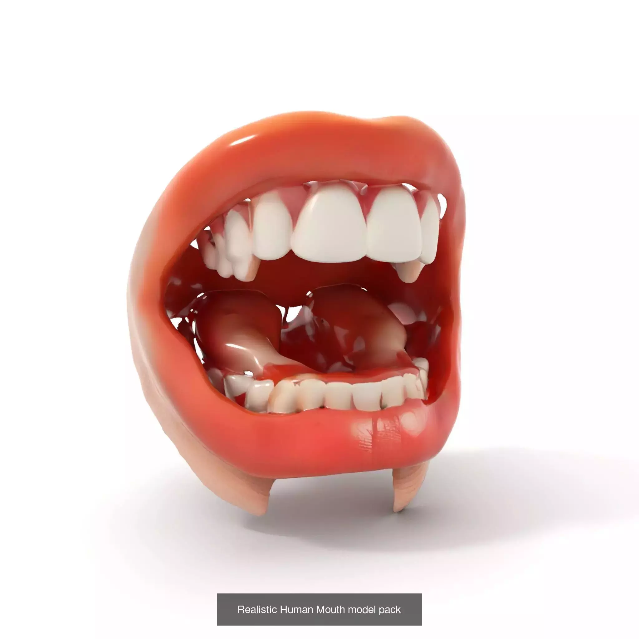 Realistic Human Mouth Models Pack 3D Model Collection_39