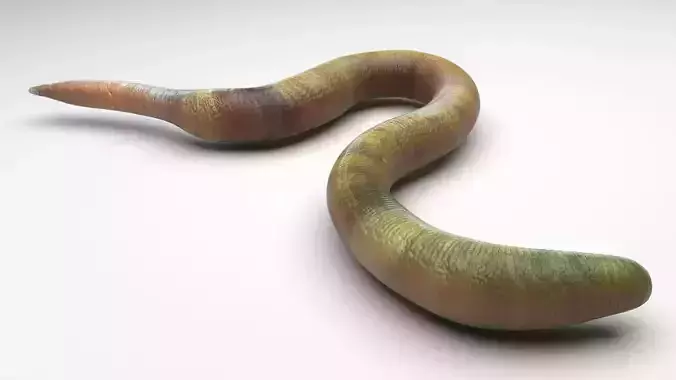 Green Worm