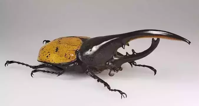 Realistic Hercules Beetle Detailed Insect Horns Glossy Shell
