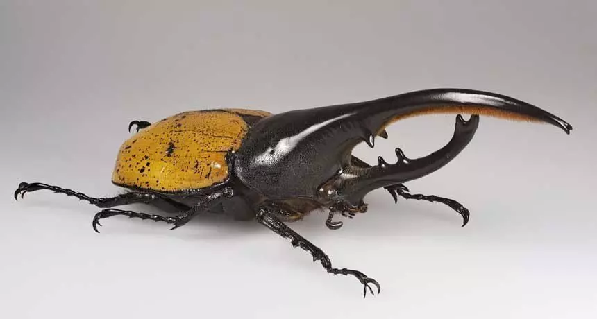Realistic Hercules Beetle Detailed Insect Horns Glossy Shell Low-poly 3D model_0