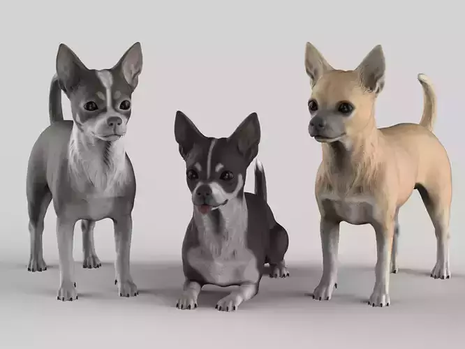 Realistic Chihuahua