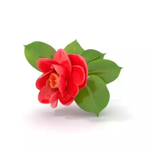 Crimson Camellia Blossom model pack Low-poly 3D model